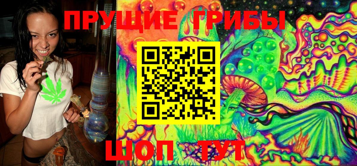 Галлюциногенные грибы Psilocybe Нововоронеж